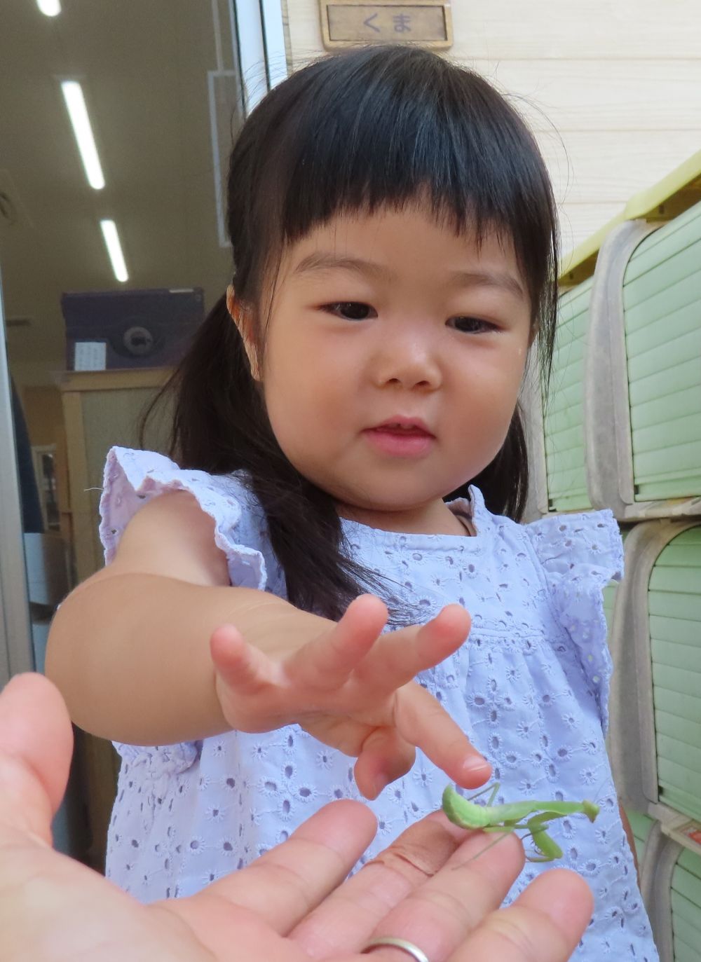 触れるようになった
　　”カマキリ”