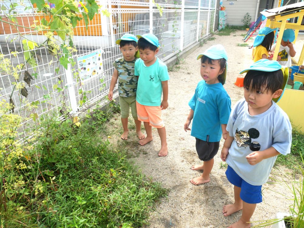 朝晩の気温が下がり
秋の気配が感じられる気候になった９月
園庭では花壇の周りをすいすい飛ぶとんぼの姿が
みられるようになり子どもたちは夢中になって追いかけます



『多分ここにとんぼは来るんだよ』
『静かにしてよ～・・・』
とんぼが飛んでくる場所を子どもたちはよく知っています