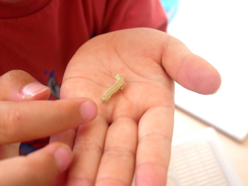 不思議な幼虫を発見！！
虫を触るだけでなくどんな虫か調べたり
図鑑を見て見比べたりする姿がみられました



Kくんが花壇で見つけ手の平に乗せて観察・・・
『なんか面白い動き～♡』