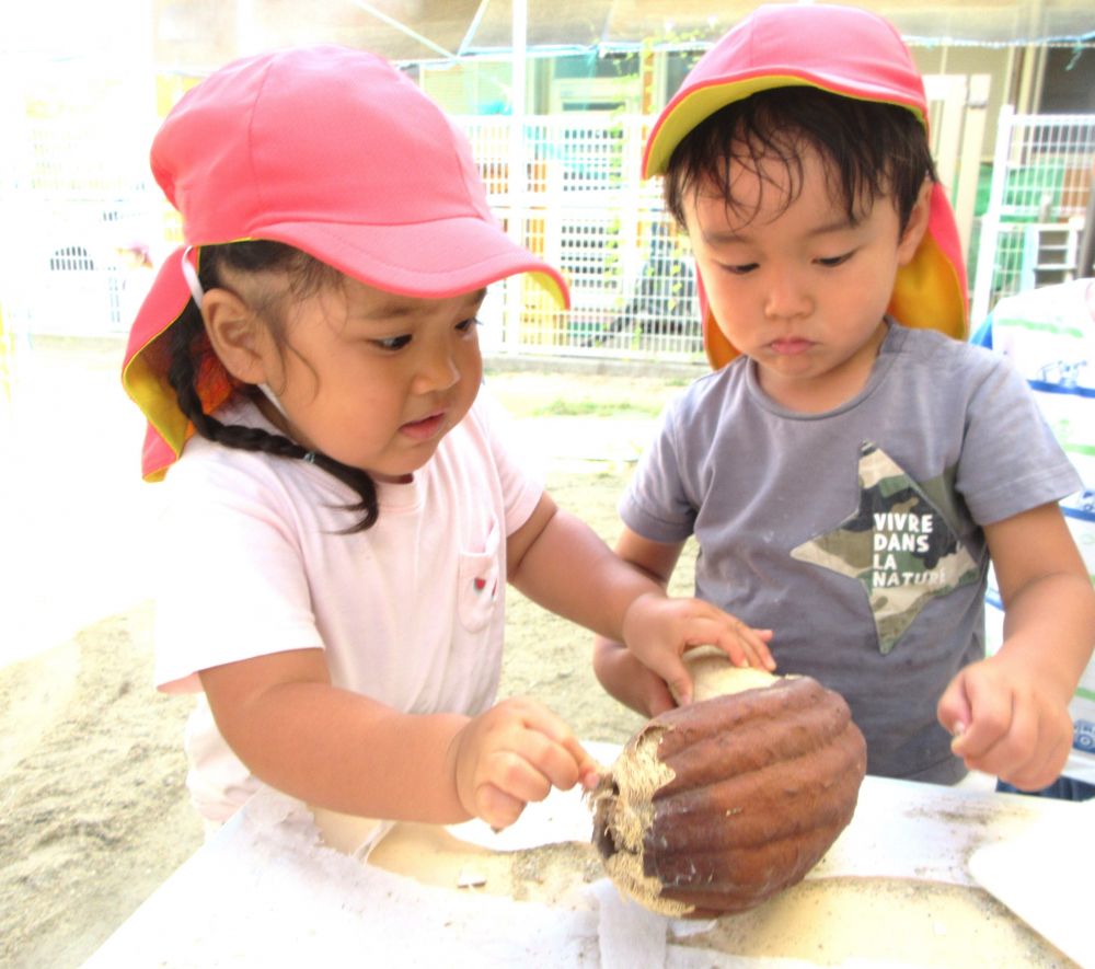 夏は緑色だったヘチマが、秋になり少しずつ茶色へと変化・・・
ヘチマを見たり触ったりしてみんなで観察を楽しみました



「うわ！なにこれ！」
「みて！なんか堅いよ！」
不思議な見た目に、驚きながらもつまんだり皮をめくってみたり興味津々！
中に種があるのを見つけて友達と共有♡