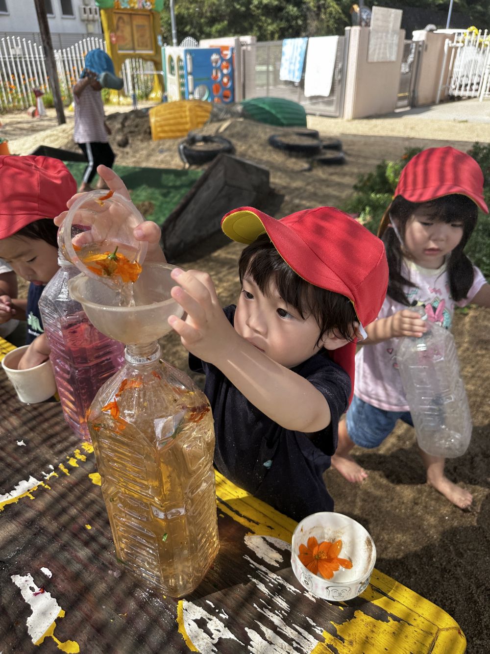 Ａくんは、先生や友達がしているのを見て、
まねっこしながら・・・
オレンジ色のコスモスの花びらを使って・・・

オレンジジュース♪

ジュースを作るにも、
色々な方法があります♪

