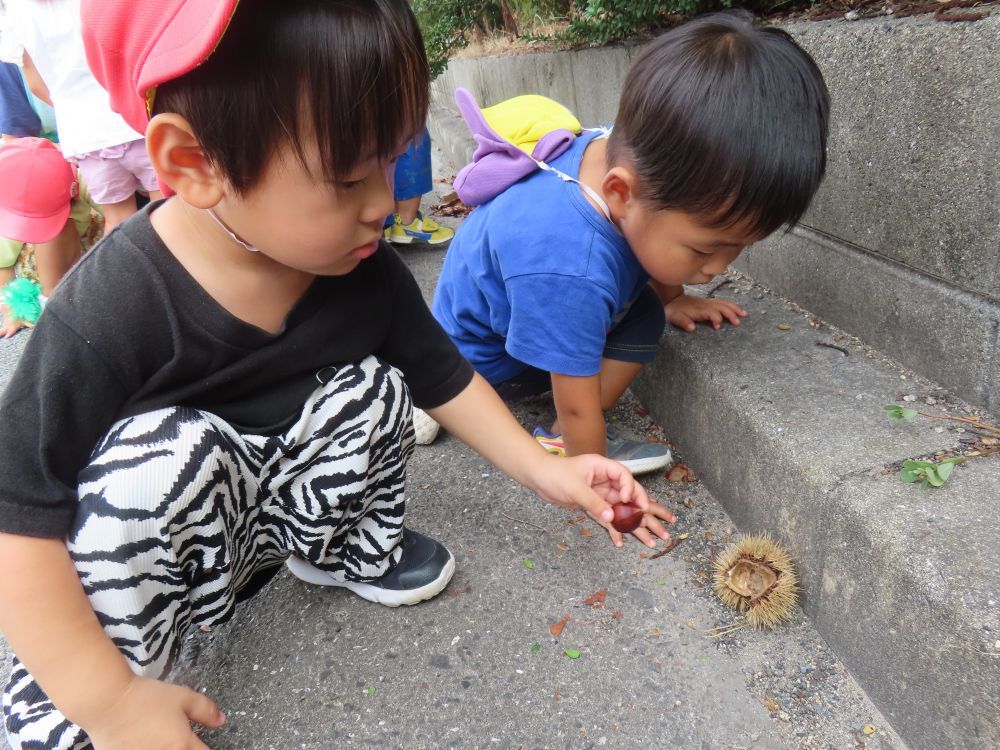 帰り道、栗の実を発見👀
まだまだ暑いけど、秋が近づいてきているね🌰