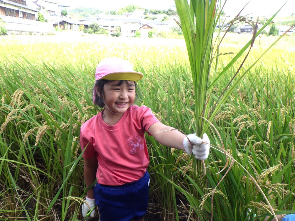 6月に田植えをした村上おじいちゃんの田んぼに稲刈りをしに行ってきました！
ゆめはうすの園庭のタイヤ田んぼの稲も実っています
「田んぼどうなっとるかね～？」
「あるこ～あるこ～わたしは～げんき～♪」
秋風を感じながら、楽しみに向かいました！



”稲の根元を切る”
村上おじいちゃんに教えてもらいました
Mちゃん上手です！
