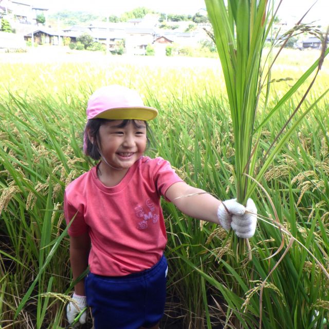 ＊　5歳児　稲刈り　＊