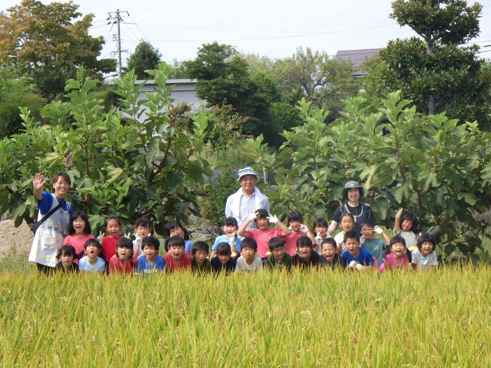 心地よい気温の中でしたが、汗ばみながら夢中になって稲刈りをしました！

みんなで植えて、おじいちゃんが育ててくれた大切な稲
収穫した稲は向きを揃えてコンテナの中に入れる
稲を落としてしまってもそのままにせず拾う、踏まない
子ども同士で声を掛け合い、大事に扱おうとする姿がありました♡

当たり前に食べているお米ですが、大変な思いをして育ててくれている人がいます
6月の田植えと今日の稲刈り
この経験から、子どもたちの中に何か感じるものがあればいいなと思います