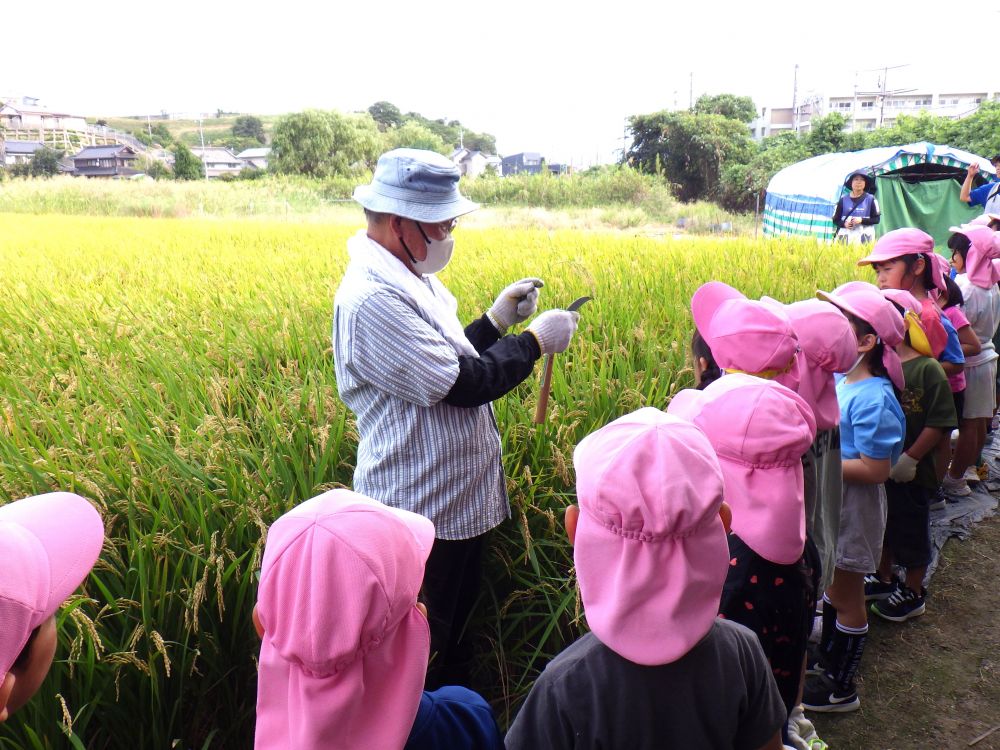 村上のおじいちゃんの田んぼで【田植え】をしてから４ヶ月。
今日は楽しみにしていた【稲刈り】の日♪
心地よい秋風を感じながら、友達と手をつなぎ、歩いておじいちゃんの田んぼへ♡

田んぼに着くと、一面に黄金色の稲が広がっています！
「え、こんなに大きくなっとるん！」
「ちっちゃい苗を植えたのにね～」
稲の生長に驚いていました。

おじいちゃんが鎌で少し刈って見せてくれます。
「この１本の稲に、米が１００粒ついとるんよ」と教えてもらうと
「え～、そんなに？ 後で数えてみようや！！」と子ども達。
初めて聞く話に、興味津々。わくわくの気持ちが溢れます♡
