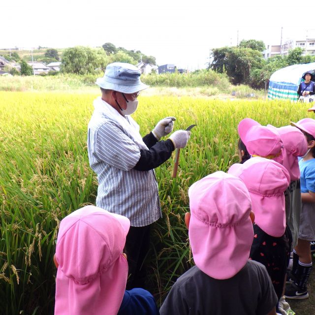 ＊　田んぼで稲刈り　（ゆめはうす認定こども園）　＊