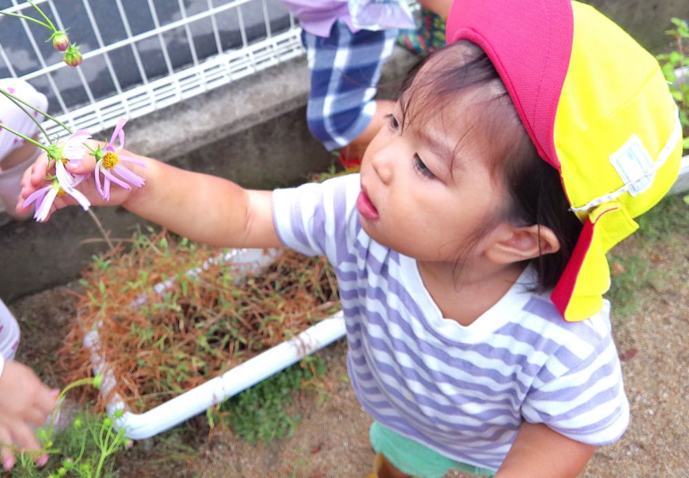 少しずつ涼しくなり、園庭にコスモスの花がたくさん咲き始めました
「みてー！ピンクの花！」
自分たちで発見しては、取ったり、集めたりしながら秋を感じています♡



「Tちゃんも花いるー！」
自分で花をとりたいTちゃん
真剣に手を伸ばして、何回も挑戦！
