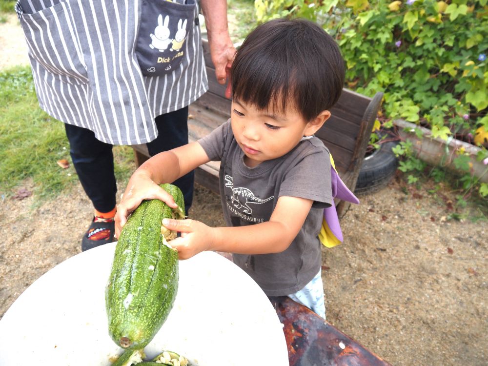 始めて見るヘチマ…
大きくて、形も一つひとつ違って
何に使うのかな？食べられるのかな？
不思議がいっぱいでワクワクな表情



第三園庭に大きく育っていたヘチマを
みんなに見せようと小林先生が持って来てくれました

「見て」　と、先生が皮をむいているのを見て
「やりたい」　「Hも♡」
興味津々のヒヨコ組さん、走ってきます♪