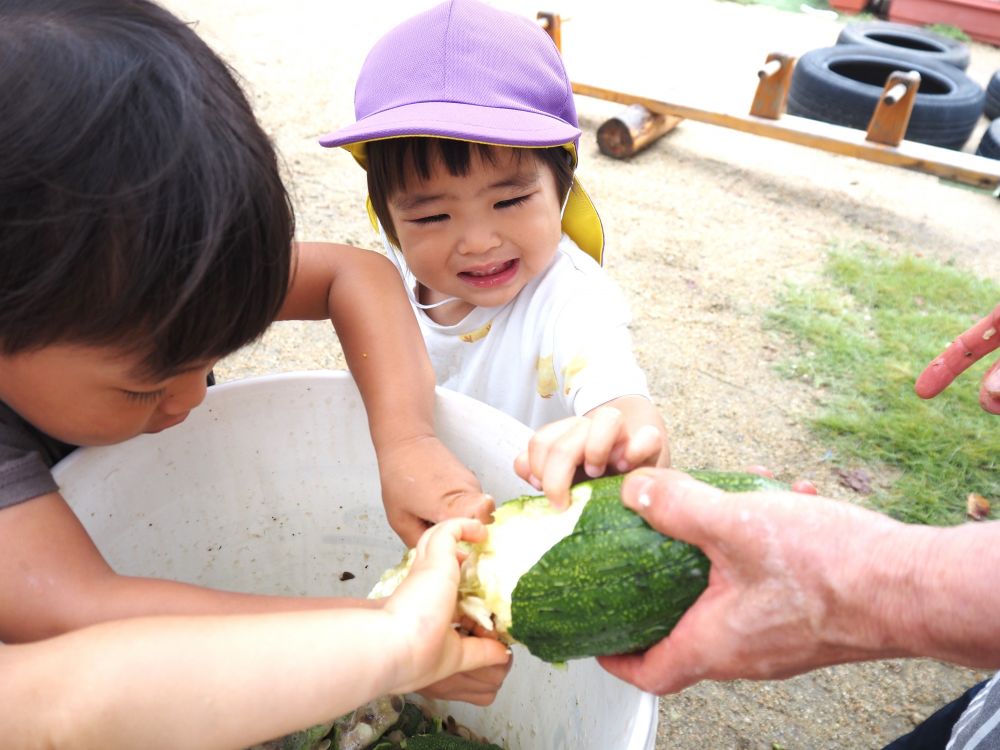 手先も器用になり、力もついてきたみんな
力強く皮をむく！！

「トントンと叩くと種も出てくるよ！！」
教えてもらうと真似をしてトントン♪
