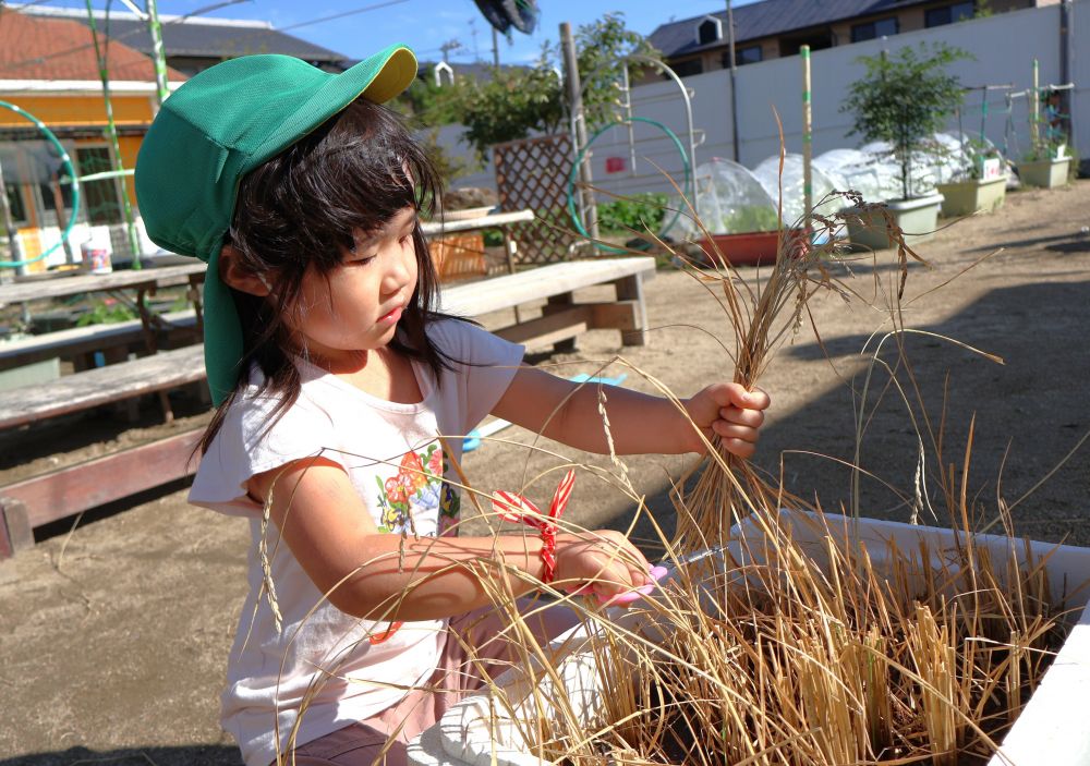 友達の様子を見て、‶やってみたい”と
興味津々のＭちゃん

稲がばらばらにならないようにギュッと握って・・・
　「なんか楽しい～」
コツを掴みながら切る感触を楽しむ！