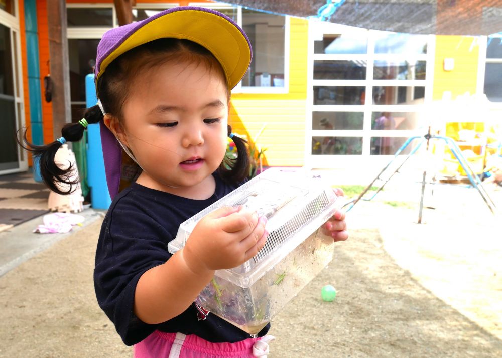 みんなが捕まえたバッタが入っている虫かご
その中でピョンピョン跳ぶバッタを見て観察♪

お世話をしようと、カエルと同じように
水を入れてあげようとするヒヨコ組さんです♡