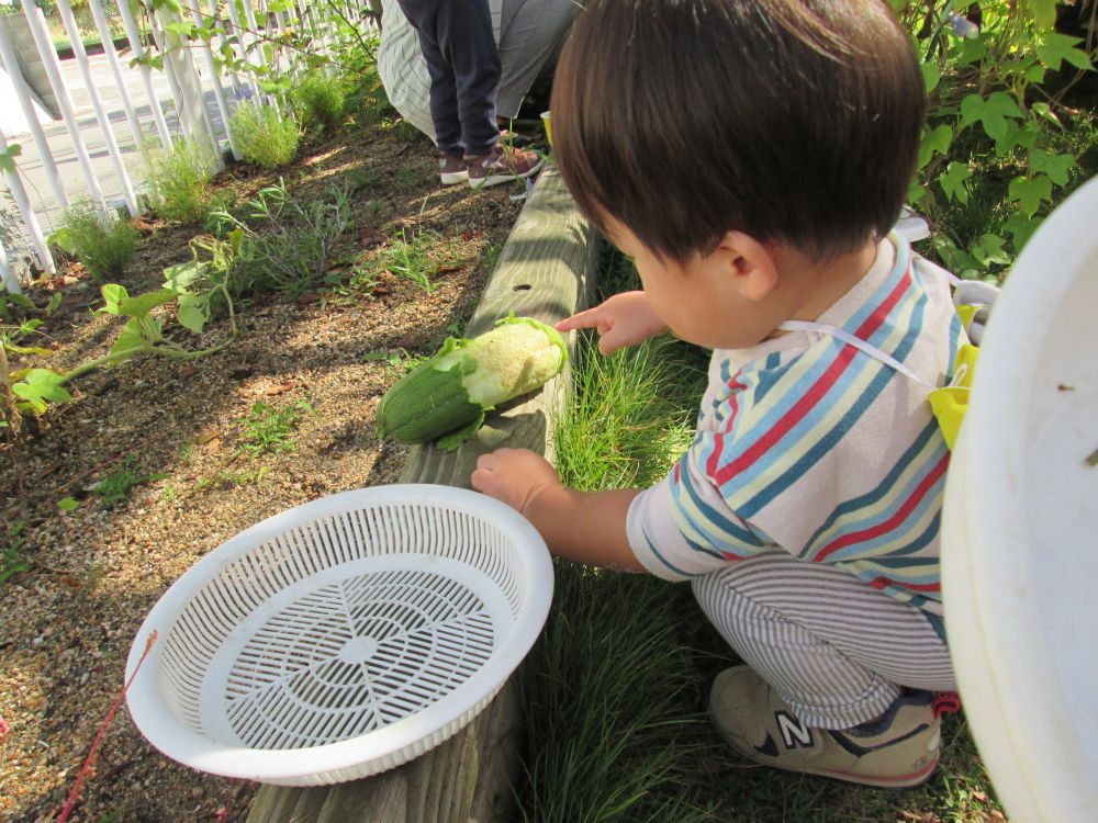 秋・・・
園の中に葉っぱが舞い込んだり、第３園庭に実った植物をもらったり
身近な自然物に触れる機会が増えています



Ｓくんは、初めて見るヘチマにおっかなびっくりの様子
そ～っと指でつんつん…
「なんだこれ？」