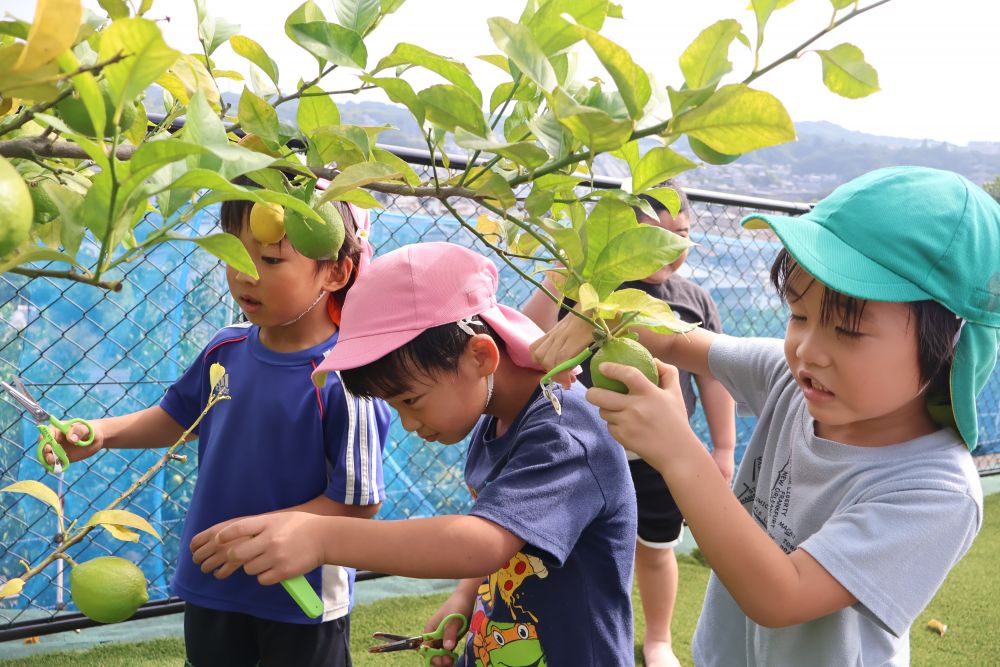 川上公園近くの芝生広場へ
散歩に出かけたキリン組さん

芝生広場にはレモンがあると聞き
ハサミと袋を持ちルンルンで歩く♪

「行ったことないよね～」
「どんなとこなんかな～」

心は弾みますが、坂になっており
ちょっぴり足取りは重い ・ ・ ・ （笑）

到着後、さっそくレモン狩り〜🍋
