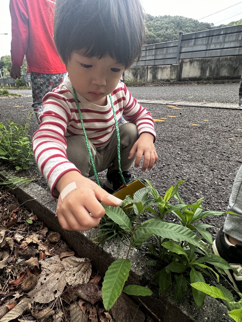 Aくん「これなんだ？」

先生「これは、どんぐりの木だね」

どんぐりがたくさん転がって、
辿りついたところで、芽が出て⋯
すごいね～！！と、みんなで観察🔎