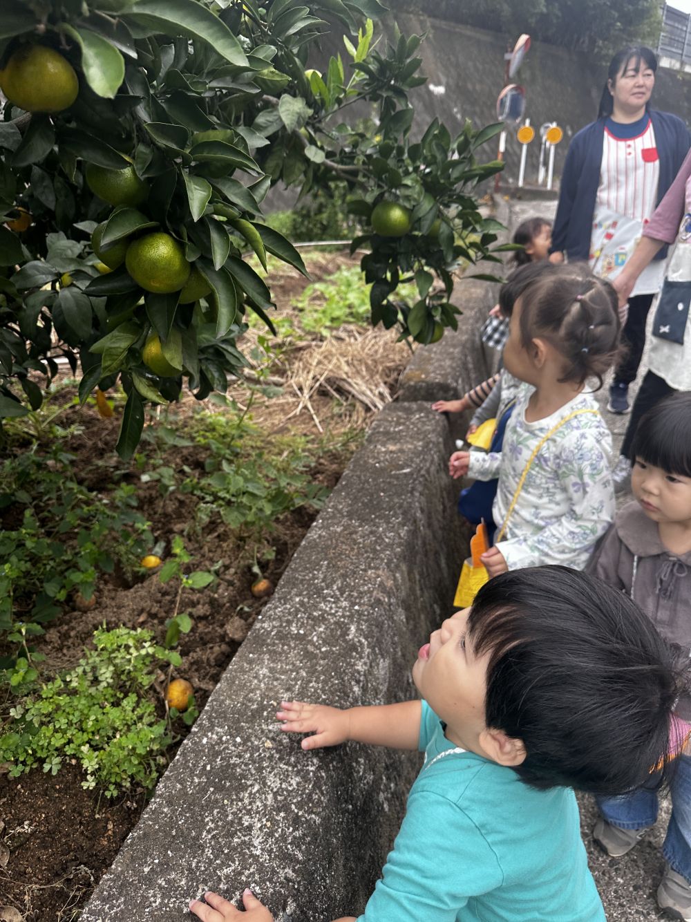 今日はもう少し歩いてみると⋯

みかんの木を発見🍊

じっくり観察⋯
