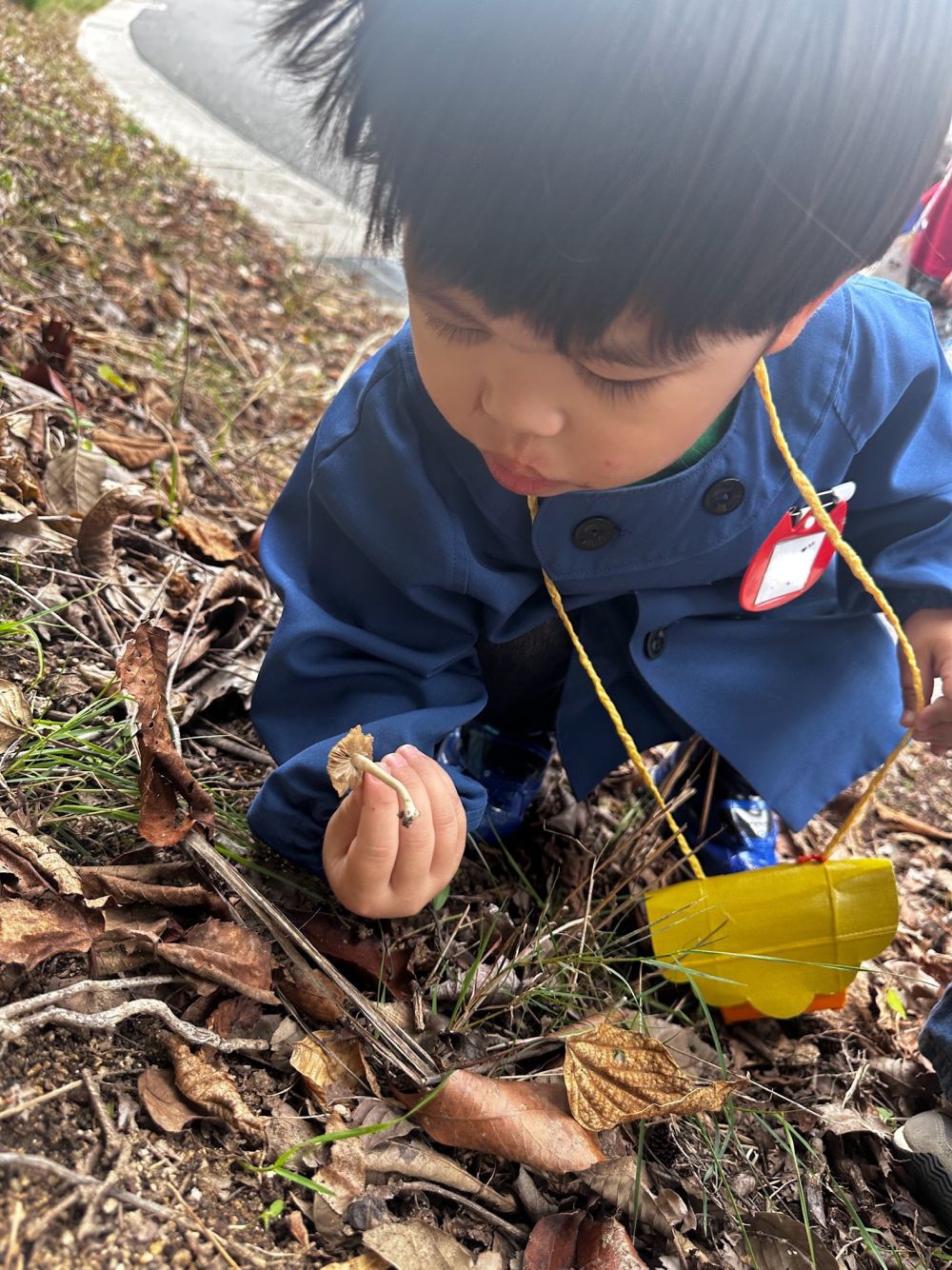 「きのこ」

なんのきのこかな？🍄