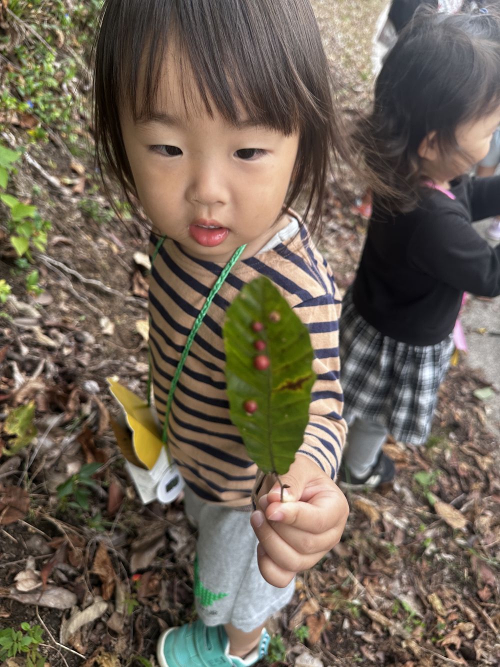 「きのみ？⋯たまご？」

調べてみたら、
何かのたまごらしい⋯

不思議がいっぱい発見いっぱい✨