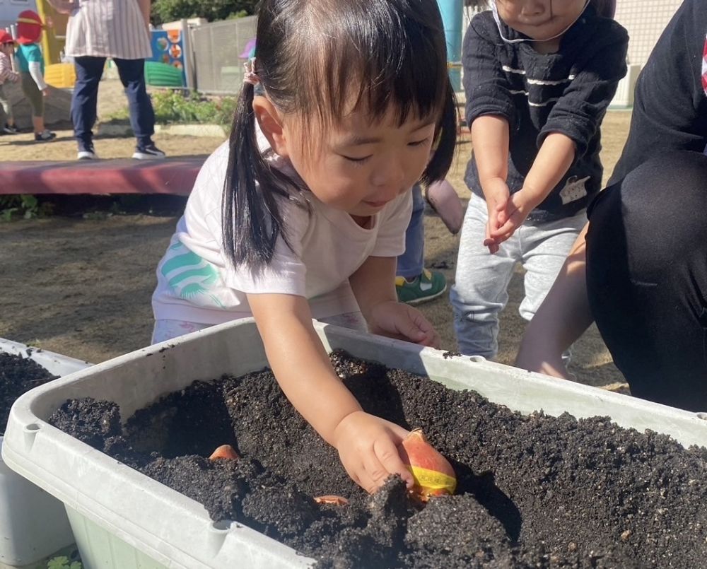 園庭の花壇と鉢にチューリップの球根を植えました🌷

球根を目の前にすると、手に取って触ってみたり
早速土の上に"ぽとん"と置いてみたりする
友達もいました😄

植える時には穴の空いているところにそ〜っと
球根を置いていきます⋯