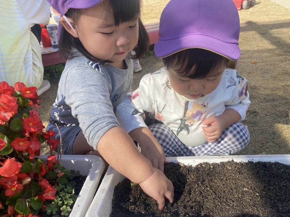 HくんとRちゃんは協力して2人で植えていました♡

ヒヨコ組さんが植えたチューリップ!!!
春にたくさん咲きますように⋯♡