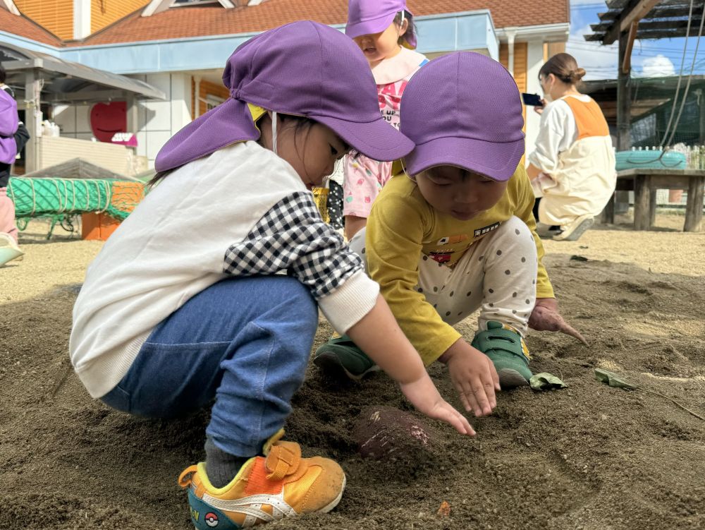 数日前、クマ組の芋掘りを見学したヒヨコ組さん🐥⸒⸒

今日は松浦先生が持って来てくれた
大きな大きなお芋を貰ってヒヨコ組さんも芋堀に挑戦！！！

周りの土を取っても取ってもなかなか出てこない
この大きなお芋⋯
2人で協力して周りの土を取っていきます。