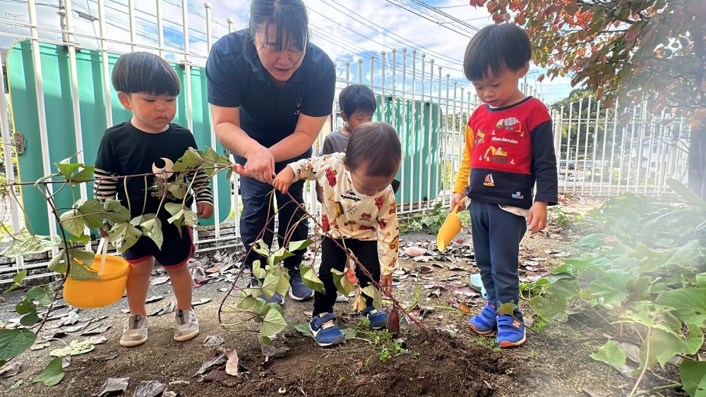 春頃に植えたおいもの苗。
夏の間に葉っぱがいっぱいに！

そして、いよいよ収穫だ！！🍠

長くのびたツルをみんなで引っ張るぞ！

「うんとこしょ！どっこいしょ！」
先頭では、職人のようなてさばきのSくん！