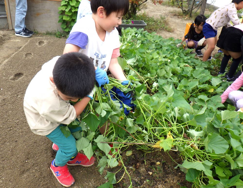 秋が深まると共に、園庭の畑にもさつまいものツルがのび、いよいよ収穫の時。
先週、子ども達は芋ほりを楽しみました♪
長くしげったツルを持ち、友達と協力して引っ張って・・・
「ツルだけ抜ける～」
「さつまいもついてないじゃん！」と言いながら・・・
土の中を掘って、たくさんのさつまいもを収穫しました♡

秋が旬のおいしい食材を使い、レッツ☆クッキング！