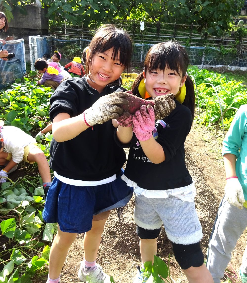 先日、村上のおじいちゃんから美味しいお米が届きました。
６月に田植えをさせてもらい、１０月には稲刈りという貴重な経験をさせていただきました。
１本の稲に何粒のお米が入っているのかを教わったのも村上のおじいちゃん。

そしてキリン組さんは一昨日、いきいき畑に芋掘りに行き、たくさんさつまいもを収穫して園に持ち帰りました。

今日はそのお米とさつまいもで、毎日元気で美味しくご飯が食べられる事に、【ありがとう】の気持ちを込め、おにぎり作りに挑戦しました。