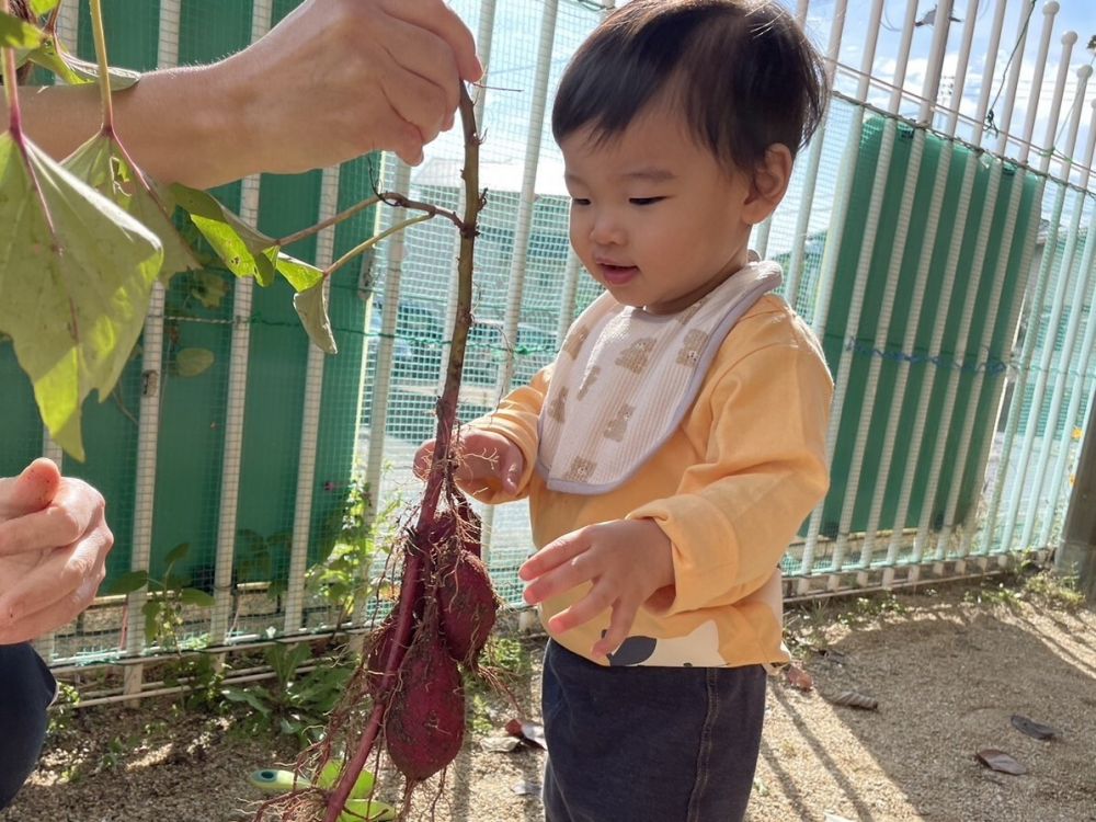 クマ組さんがお芋掘りをしたお芋をみせてもらったよ。
大きなお芋や小さなお芋いろんなお芋があったね