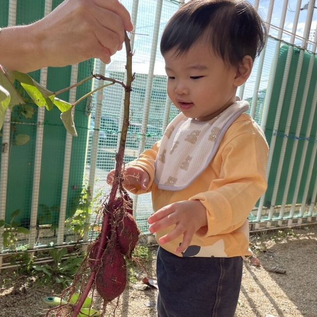 お芋掘り　～０歳児　ウサギ組～