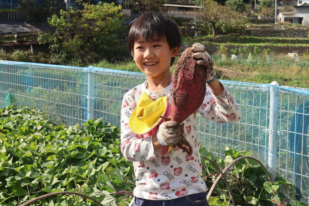 キリン組さんが
５月に植えたさつまいもの苗が
大きく生長し、今日はついに収穫の日！！


かたーい土を掘って出てきたのは
大きな大きなさつまいも♡

Tくんの顔より大きい？！

