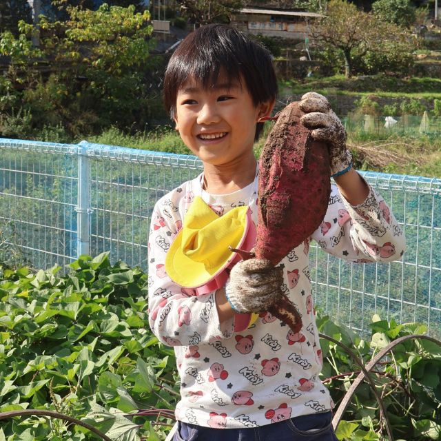 菜園活動 〜いもほり〜　＊５歳児＊　