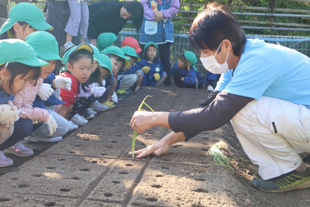 玉ねぎを植えるためにいきいき畑へ。

松浦先生の説明を真剣に聞くゾウさんたち．．．

玉ねぎの苗をもらうと
「玉ねぎなのにネギみたい！」
「種じゃないん？」と前回植えた大根の種との違いが意外だったよう。