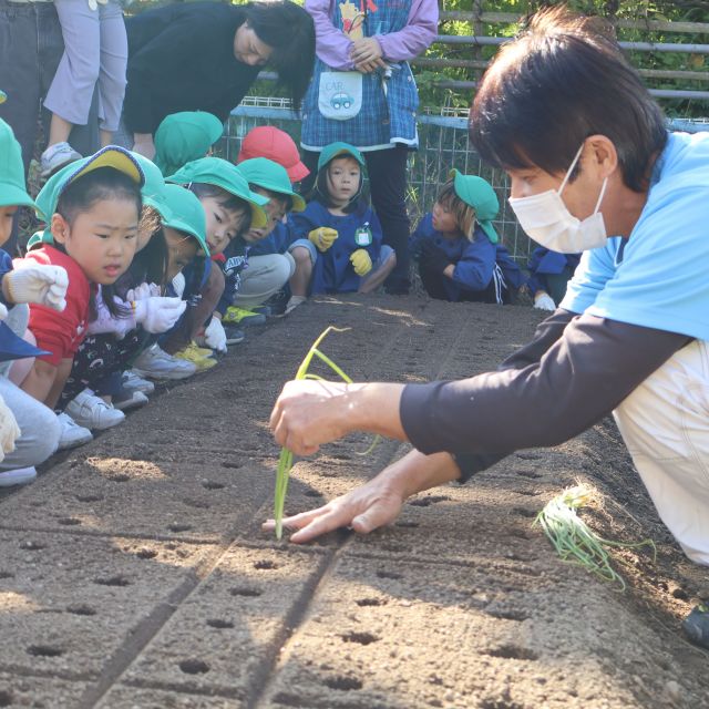 玉ねぎ植え　＊4歳児＊