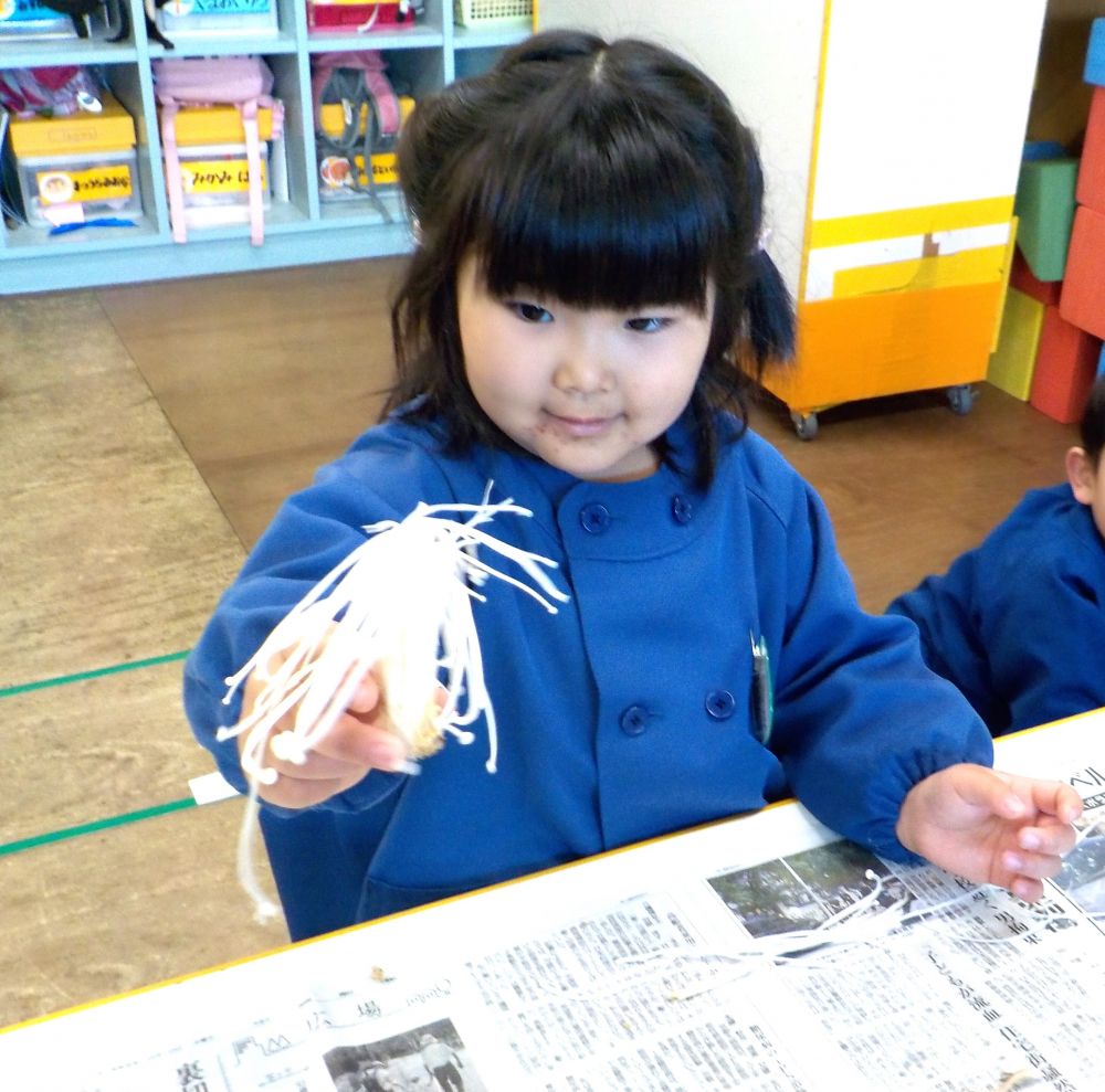 １１月の食育活動は今が旬の【きのこ】に触れました。

今日はゾウ組さんときのこの話をしました。
えのきだけ、しめじ、まいたけを触って、匂って、指先を使って裂いてみました！！

まいたけを匂って・・・
「くっさー」
「なんか美味しそう♡」

「見てみて～べっちゃーの棒みたいー！！