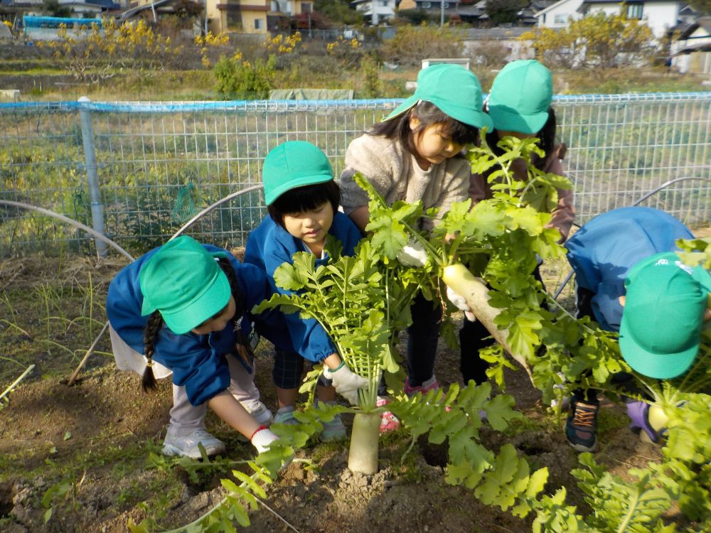 今日は少し肌寒い朝でしたが、お天気に恵まれてとても気持ちの良い菜園活動の日。
ワクワクしながらいきいき畑に向かう道中も、回りの木を見つけては

｢あの木、すごい大きいね～｣
｢すごい黄色～｣

と、いつも通っている道の大きなイチョウの木を見つけました。
普段は気にならなったけど紅葉している木は特別な木に見えたね♡こどもたちはいろいろなところに小さな発見、大きな発見をします。
そんな風にお散歩しているとあっという間にいきいき畑に到着です！！
軍手もスムーズに出来るようになり、子どもたちの成長を感じながらさっそく収穫です！