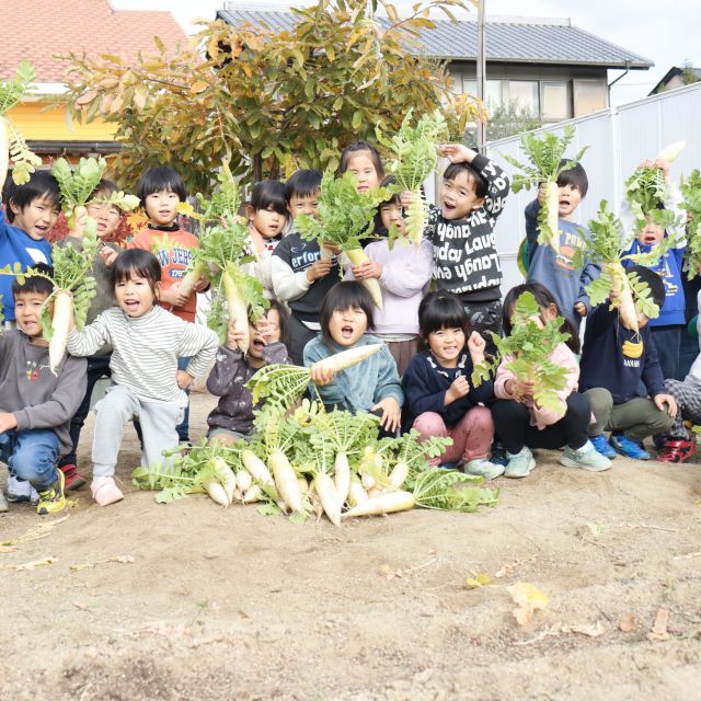 ＊　4歳児　大根収穫①　＊