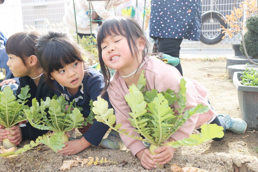 土の中にある芋などと比べれば収穫はかんたんですが、大根を抜くのは4歳児の子ども達
力いっぱい引っ張りますがなかな手強い・・・