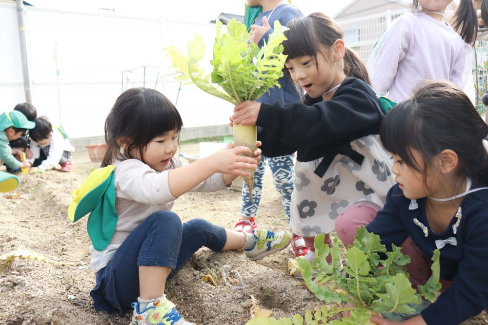 一人で抜けないときは友達と一緒に！！
おおきなかぶのお話のように
「うんとこしょ♪どっこいしょ♪」
と、掛け声に合わせて大根を抜く姿も何ともかわいらしいです