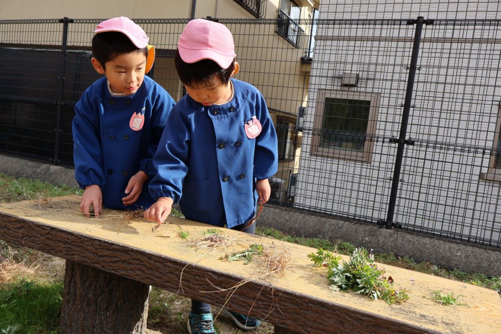 公園で見つけた草を仕分けるＹくんとＨくん

「これは長いね～」
「これはヨモギかな？」
発見とともに好奇心が深まっています！
