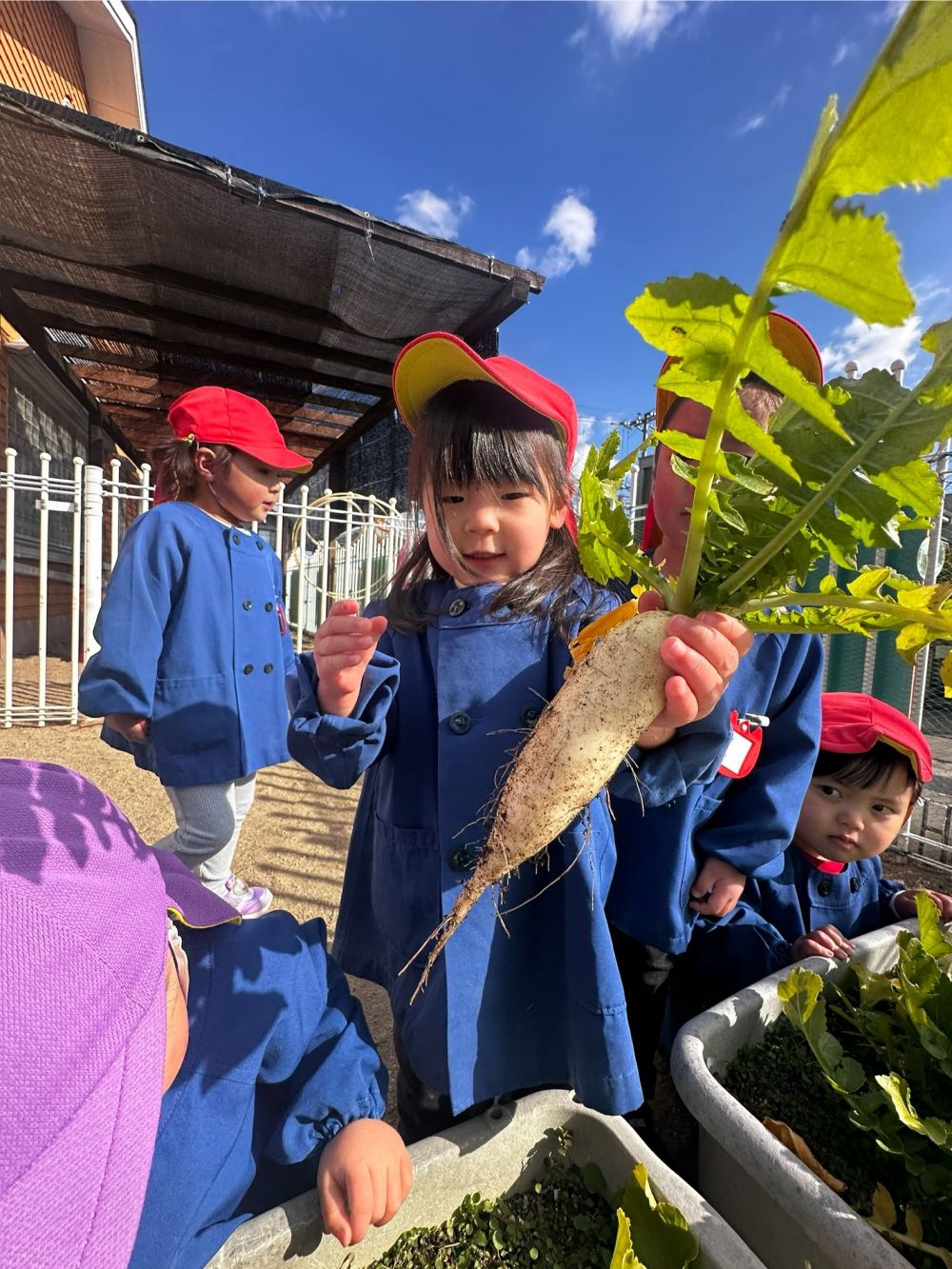 ついに大根収穫！！

水やりをして...
毎日大根が大きくなってるか、
チェックしてくれたお友達も♫

土から白い部分が見え始めた時は、
「せんせー！しろいのあるよー！」
と、嬉しそうに教えてくれました😄

プランターで植えたので、
ちょっぴり小さめの大根でしたが、
みんなはとっても嬉しそうでした✌️