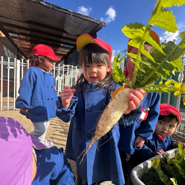 大根収穫！  　～2歳児　  クマ組～