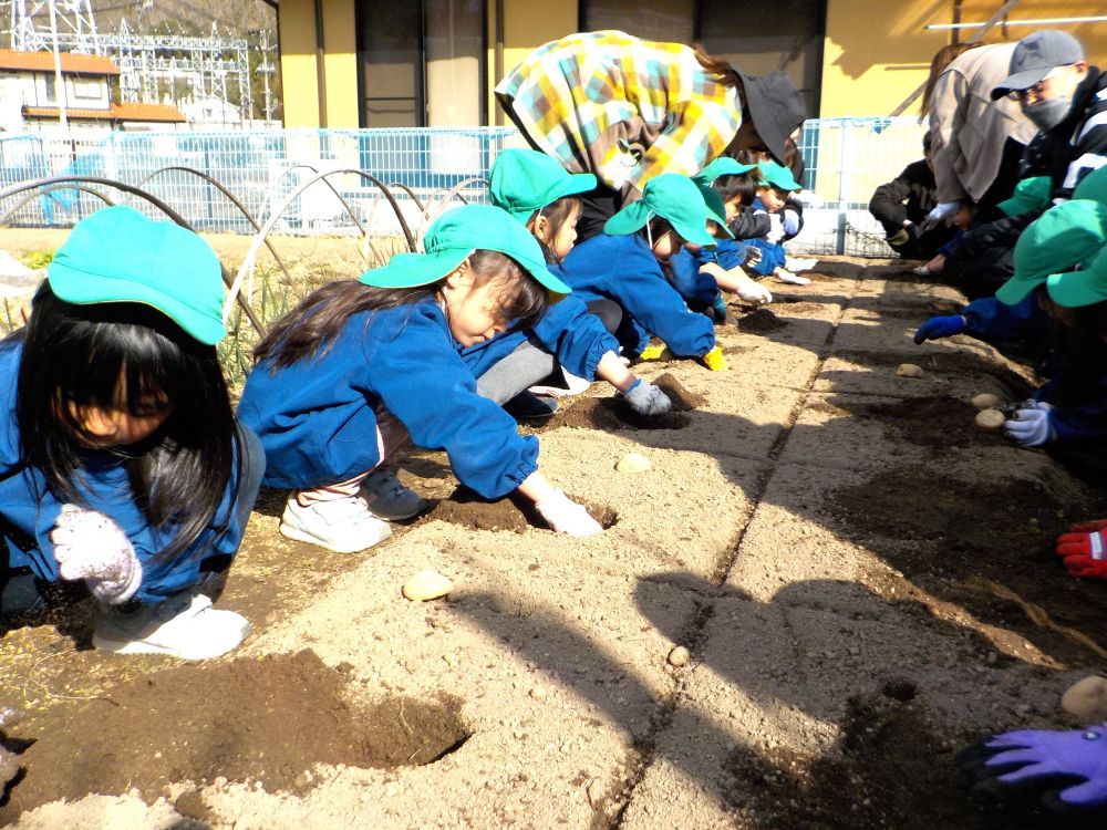 今日はじゃがいもを植える活動をしました。
ゾウ組さん最後の菜園活動。初めは軍手をつけるのも少し時間がかかりましたが、
｢せんせーいっぱつでぐんてはめれたよ！！｣
得意げに見せてくれました。
｢すごいねーーー｣
嬉しくてにっこり笑顔♡

さあ、準部万端♪

松浦先生に深く土を掘ると言う事を教えてもらい軍手をつけて・・・

｢どのくらい掘るん～？｣
｢もういいかねー？｣
｢まだまだよー｣

