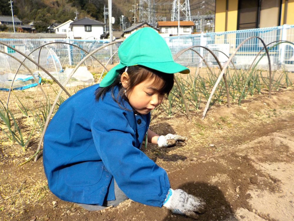 穴を掘ってそ～っとじゃがいもを置いて・・・

｢やさしく土をかけるんよねー｣
｢美味しくな～れ・美味しくな～れ♡｣

５～６月頃になると収穫時期を迎えます。
みんな、じゃがいもの料理やおやつ、楽しみにしていてね♪