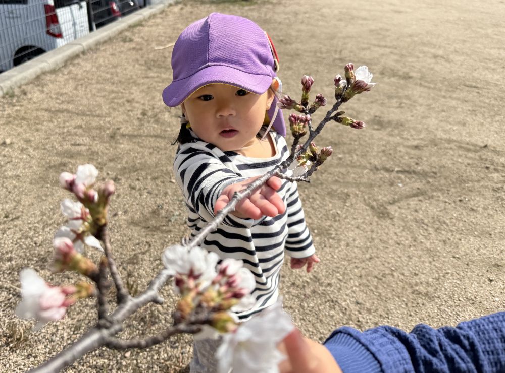 「さくら、みーつけた!」と、Mちゃん♪
桜を見つけて、
教えてくれました🌸