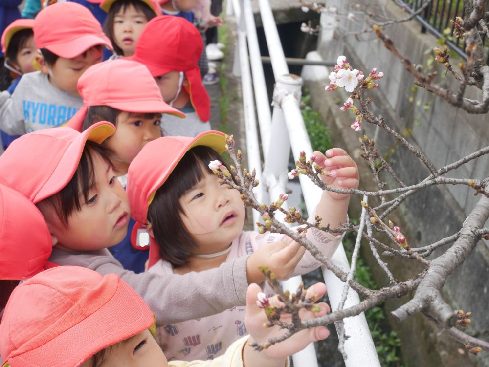 『この花の名前知ってる？』と先生が聞くと
『さ・く・ら♡』
『知ってるに決まってるじゃん』とみんな
『これはもうちょっとで咲くやつかな？』
『ピンクで可愛いね～』
みんなでお花見を楽しみました
