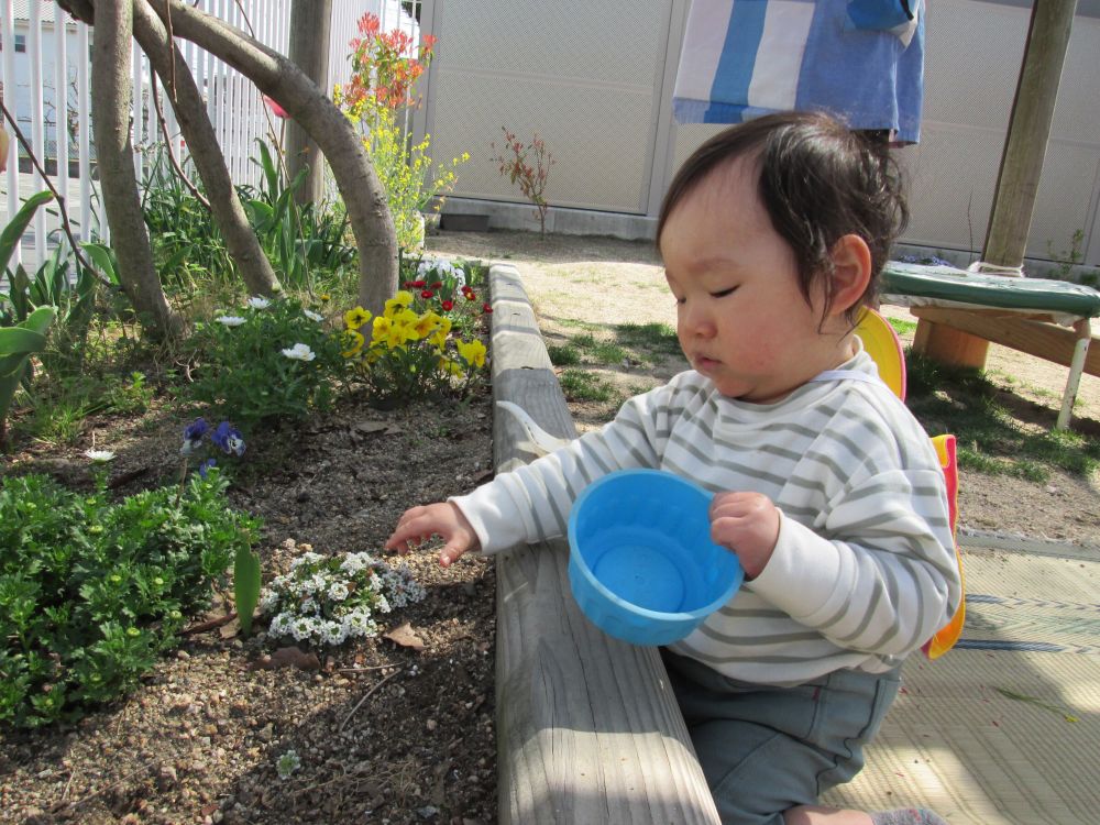 春を探しに園庭へ
花壇に花が咲いているのを見つけたSくん、そーっと手を伸ばし触ってみます
ふわっと触ったり引っ張ってみたり、感触を楽しみます