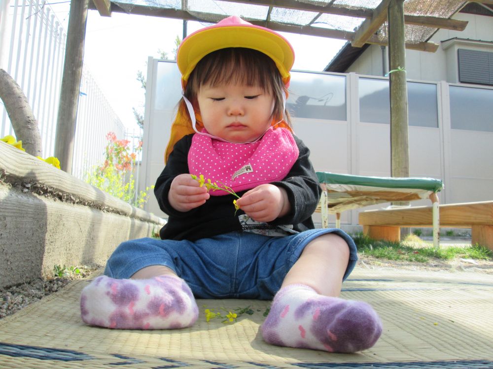 菜の花をもらったMちゃん
花を一輪ずつつまんでとってみたり、じっと観察してみたり・・・
周りをみまわして、色々なお花に興味津々です