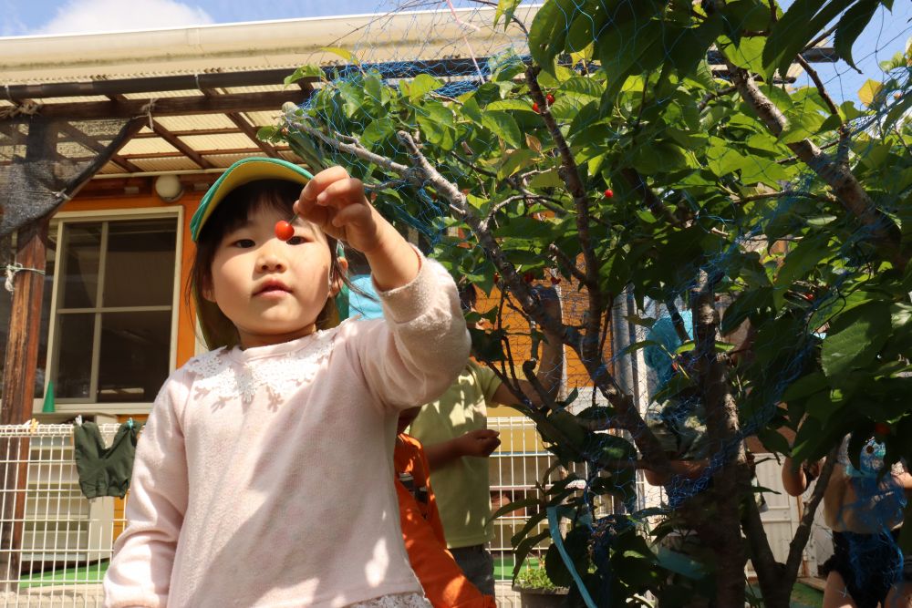 そして、園庭のスミでは真っ赤に実ったサクランボ🍒
子ども 「ねぇねぇ、これ食べていい?」
保育者 「いいよ、洗って食べるんよ」
一人が食べ出すとそれを見てドンドン人が集まってきて
真っ赤な実はあっという間に食べつくされました
それでもなお、熟す前の実も取ろうとするので
「赤くなるまで待った方が甘くて美味しいよ」
の言葉を信じて収穫を明日に見送ることができました