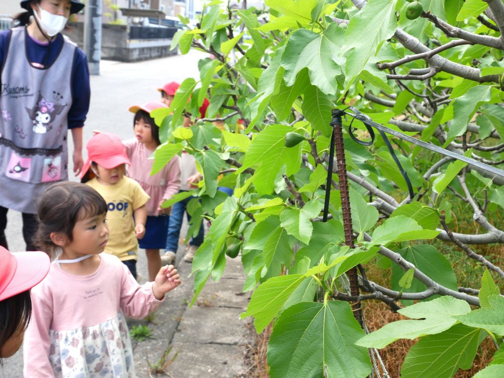 『なにこれ?』
『みかんじゃないし・・・いちごでもない・・・』
『りんごも違うね』
“なんだろう・・・” 考える姿がみられました
『いちじくだよ』と先生が言うと
『聞いたことある!!』とKちゃん♡
こうやって様々な事に興味を持つ事で
知識が広がっていくのでしょうね